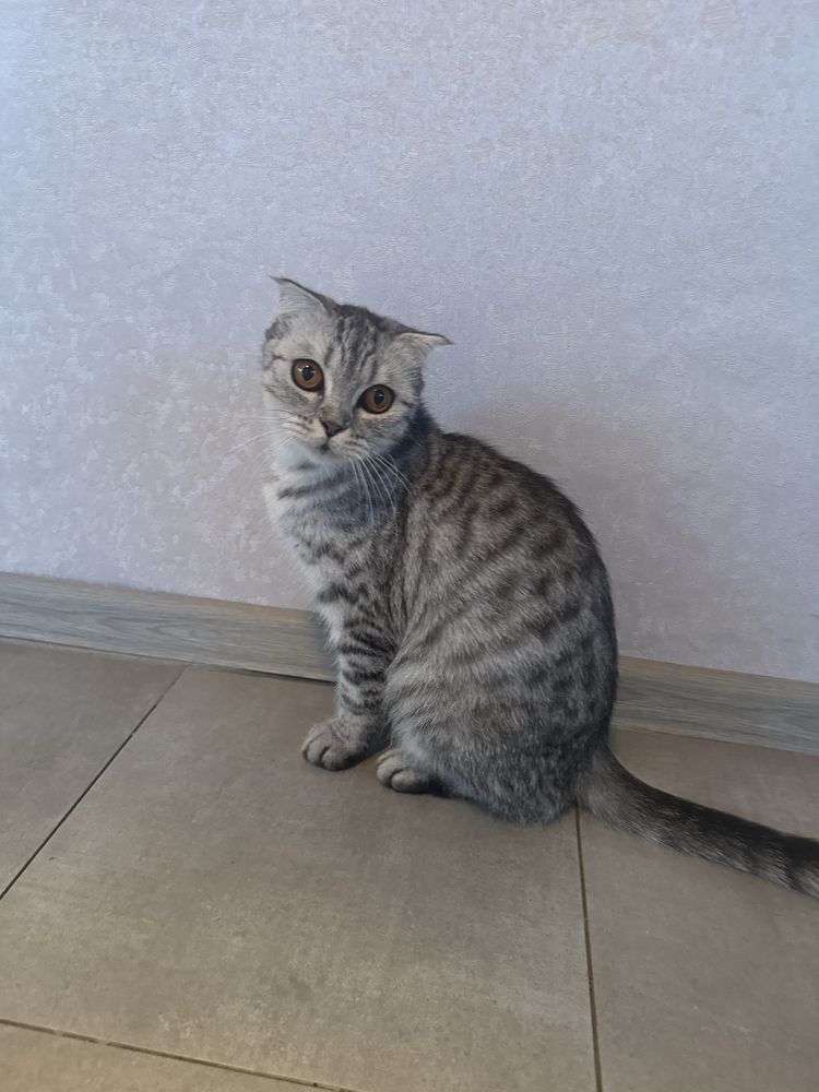 Продается котята скоттиш -страйт и скоттиш-фолд