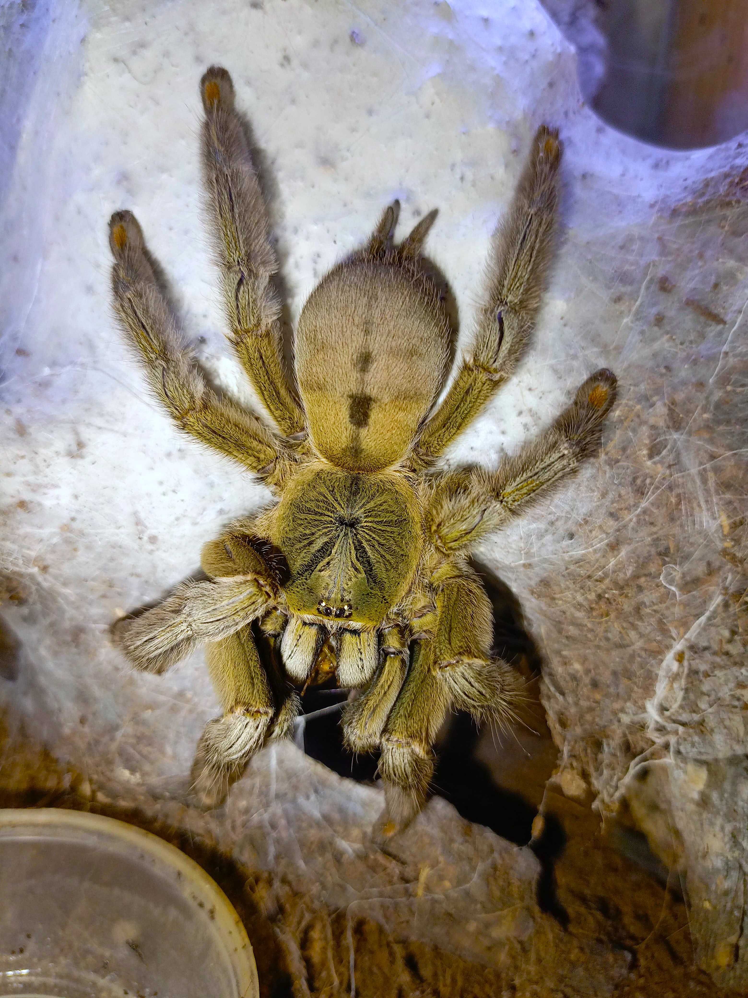 Psalmopoeus cambridgei \ Паук-птицеед (Самка)