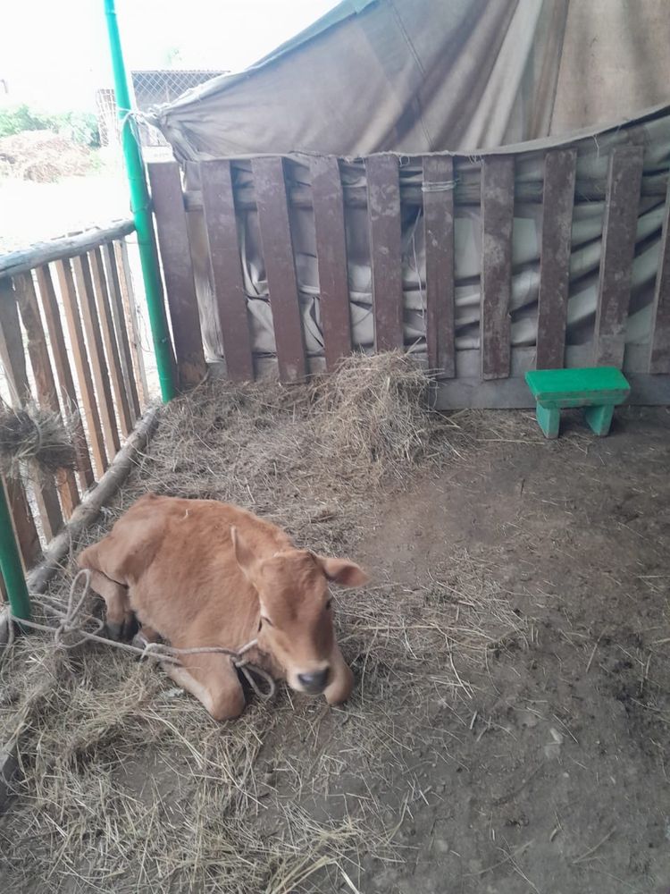 Продам коров солчно!
