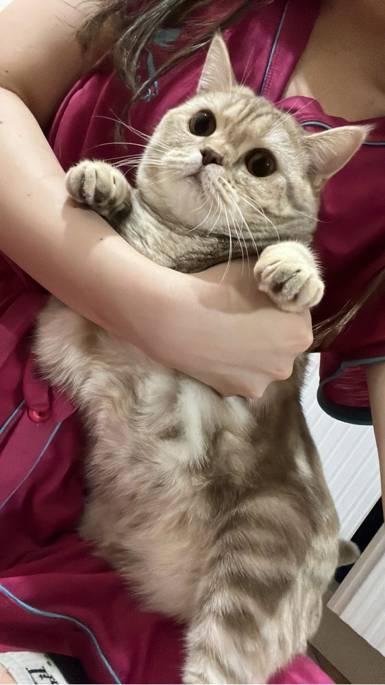 Отдаем в добрые руки шотландскую кошку