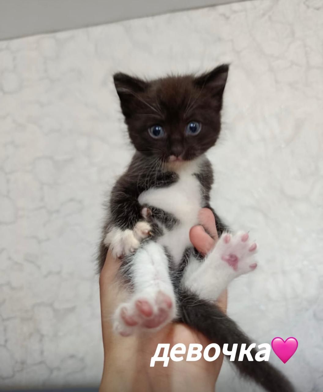 Отдам котят в добрые руки