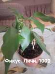 Распродажа излишних комнатных растений не дорого