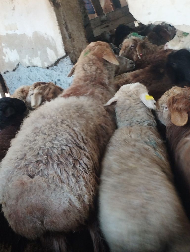 Бараны Кой Баран Кой Баран бараны баран