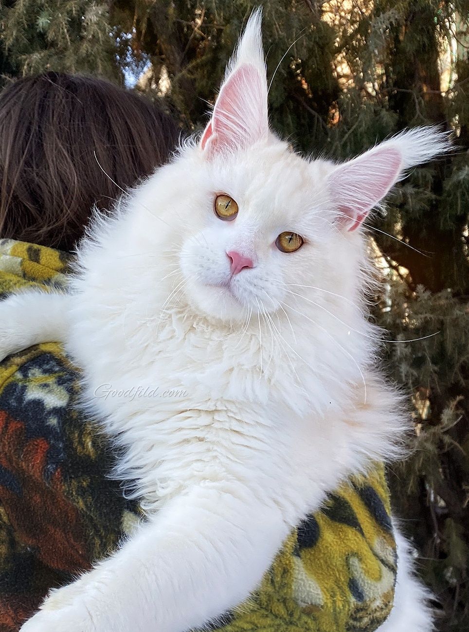 НЕЖНЫЕ- БЕЛЫЕ котята Мейн Кунов
