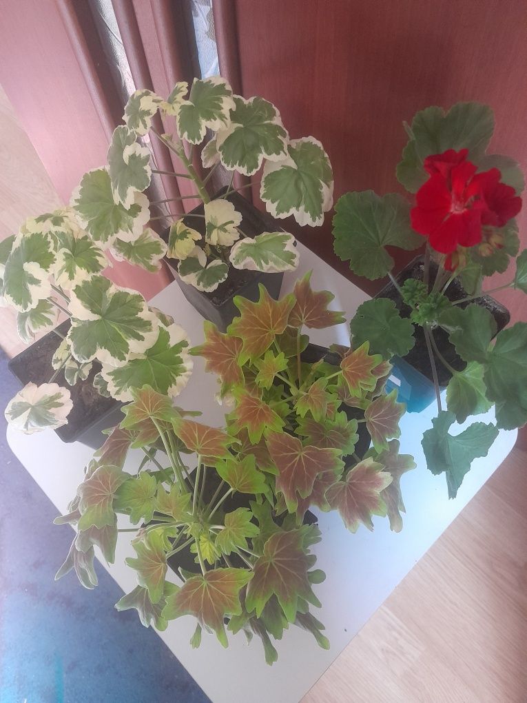 Продам комнатные цветы