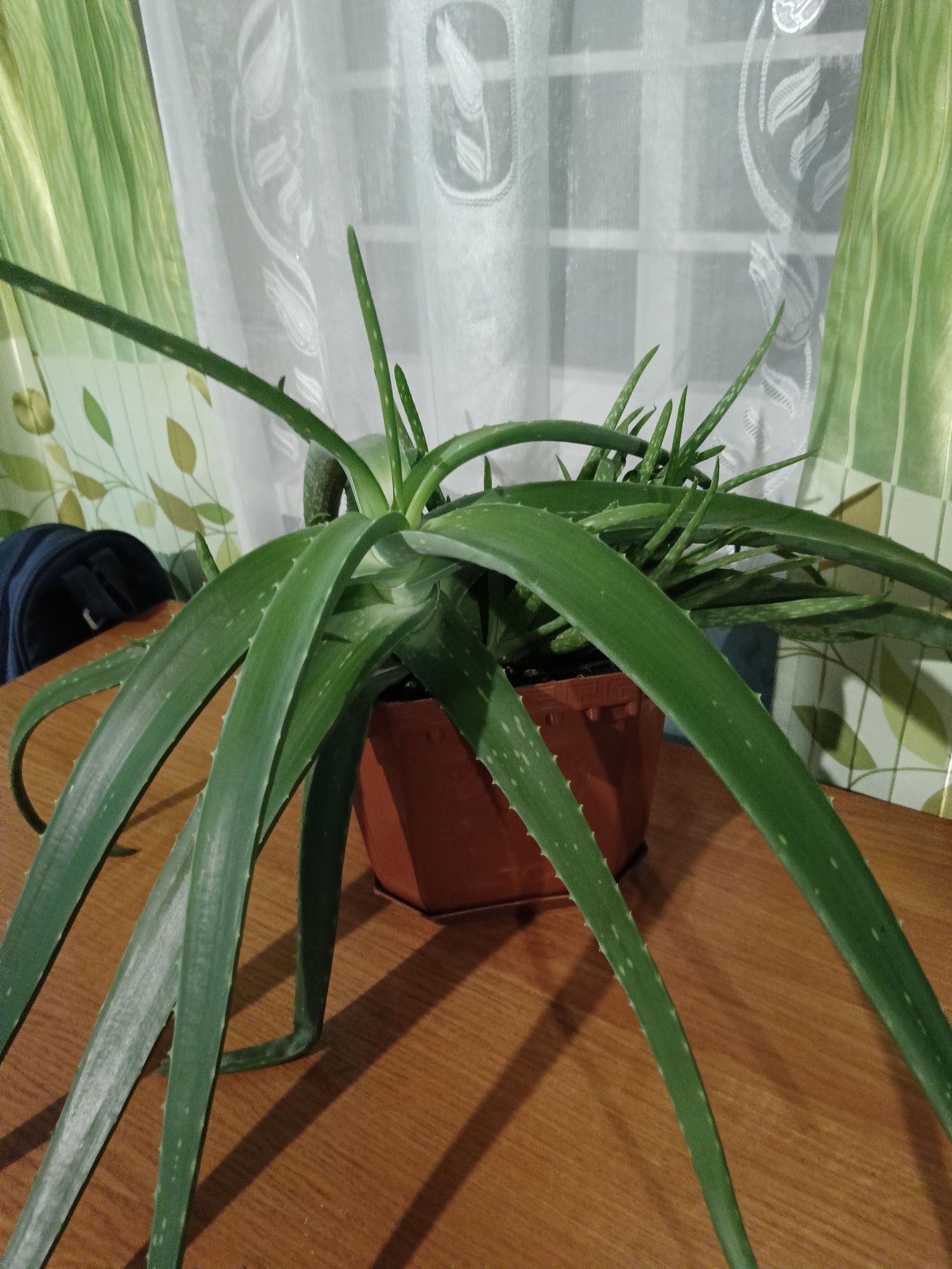 Комнатное растение алоэ