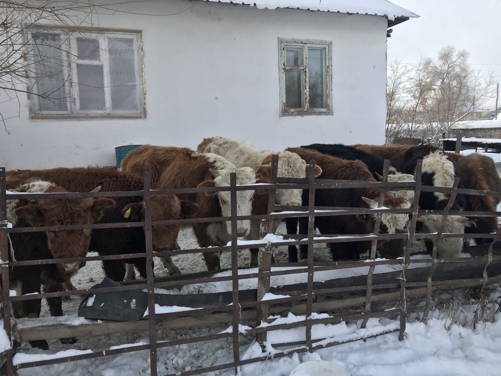 Село Аймен ул Мира1/1