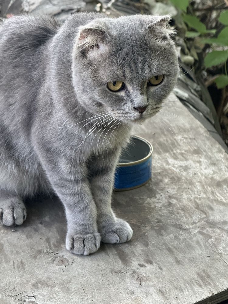 Коты Аксу бесплатно