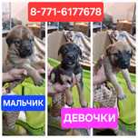 Отдам щенят бесплатно