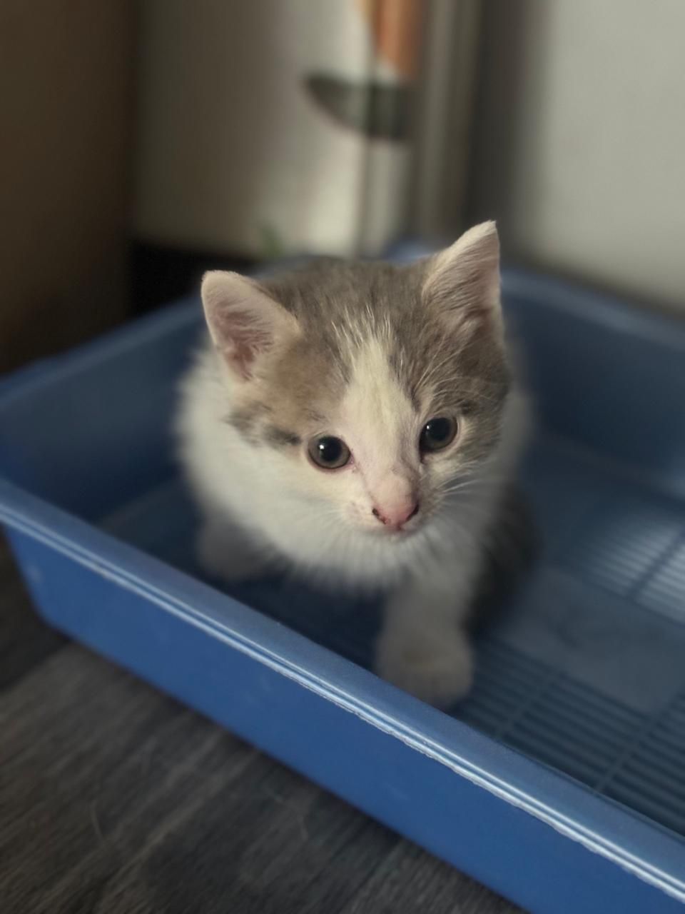 Отдам котят в хорошие руки