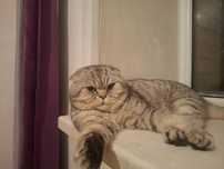 котик для случки