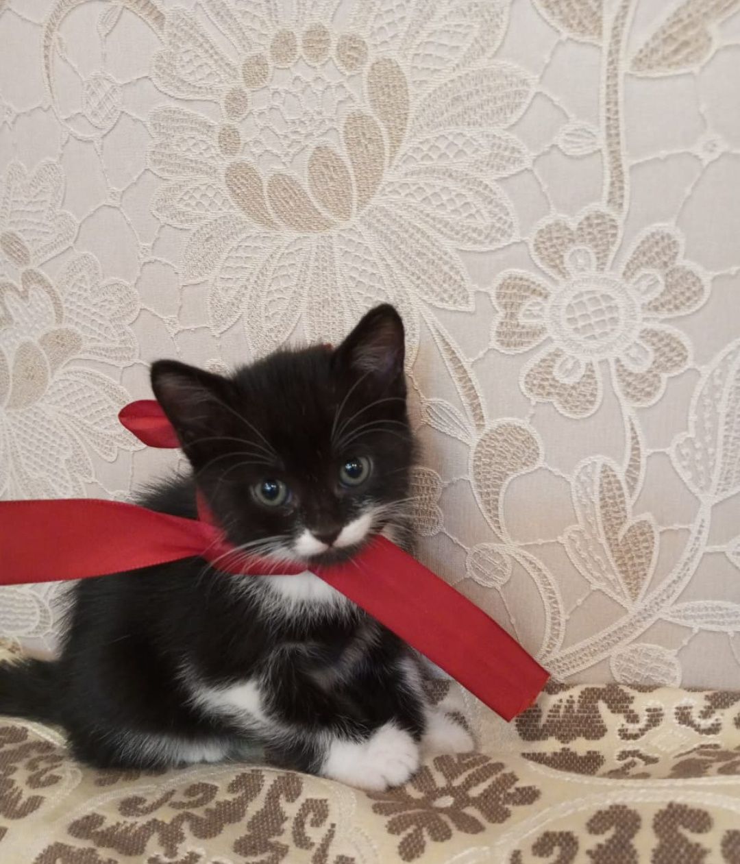Котята от породистой мамы