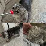 Шотландская кошка