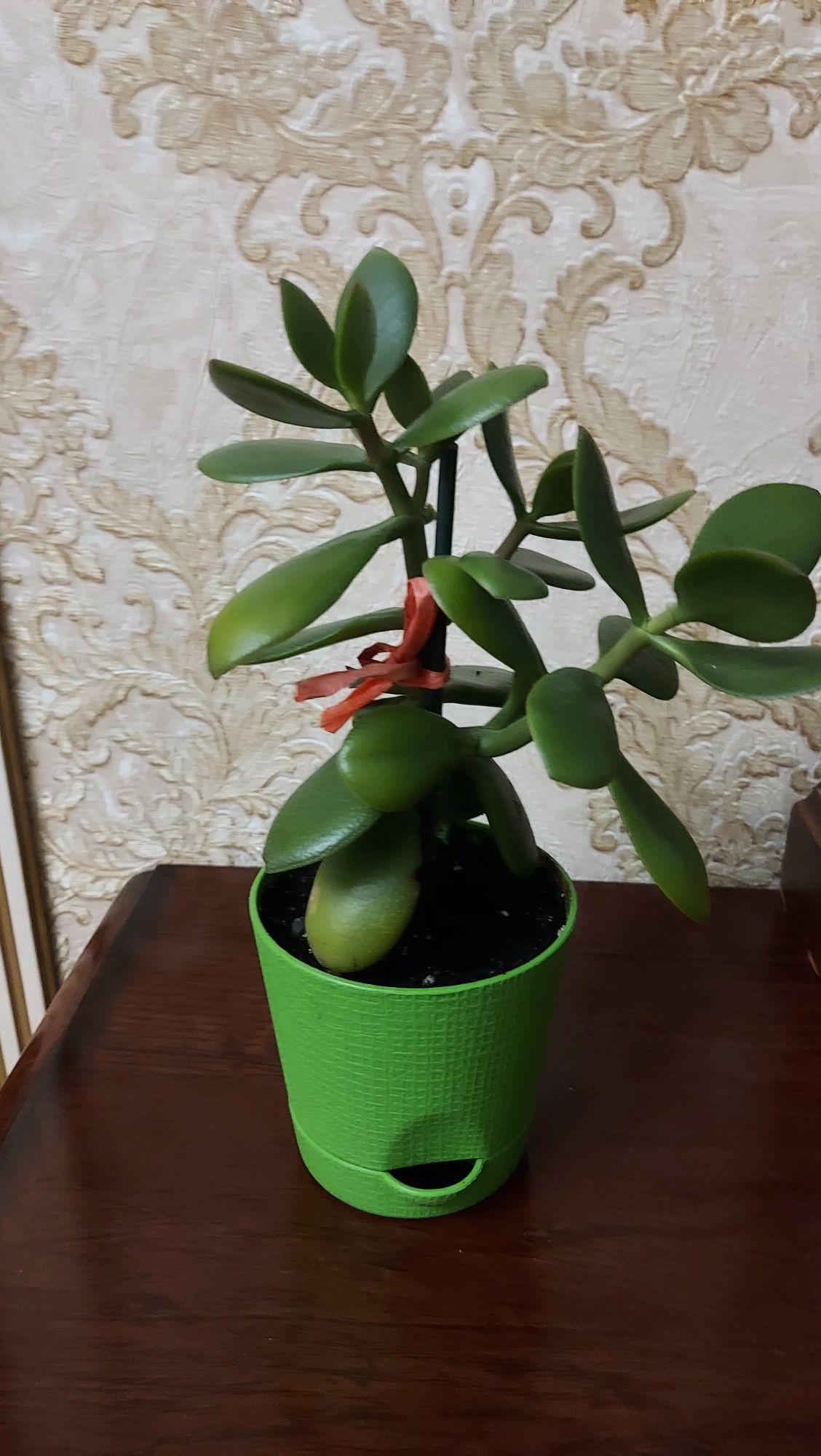КРАССУЛА (денежное дерево). Продаю