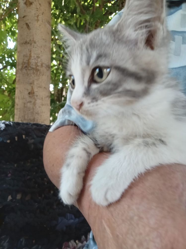 Отдам котят даром. Есть выбор
