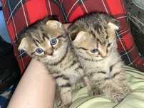 Шотландские котята 1,5 мес