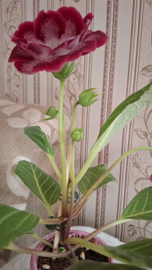 Продам цветущую глоксинию