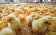 Цыплята бройлера суточные продам