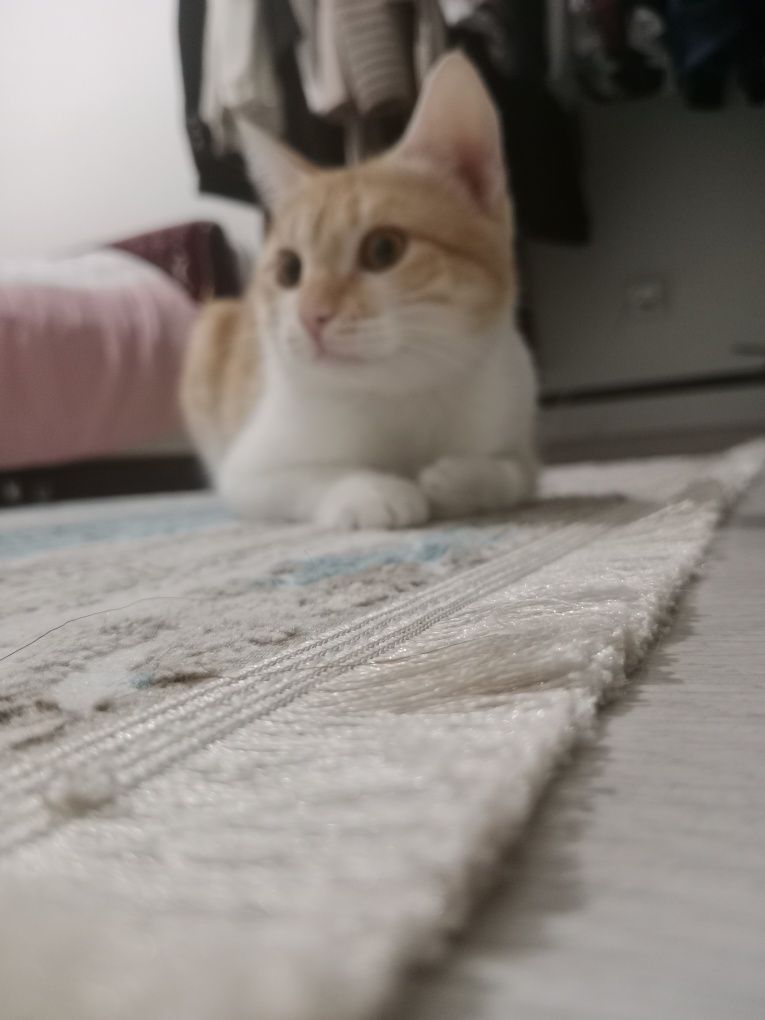 Кота в добрые руки