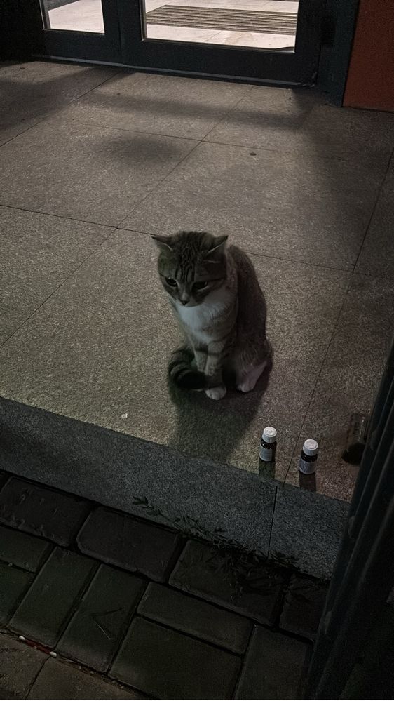 Потерялась кошка Астана
