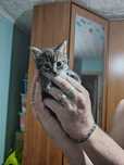 Отдам в хорошие руки котят.