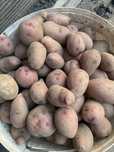 Продам картофель семена домашний