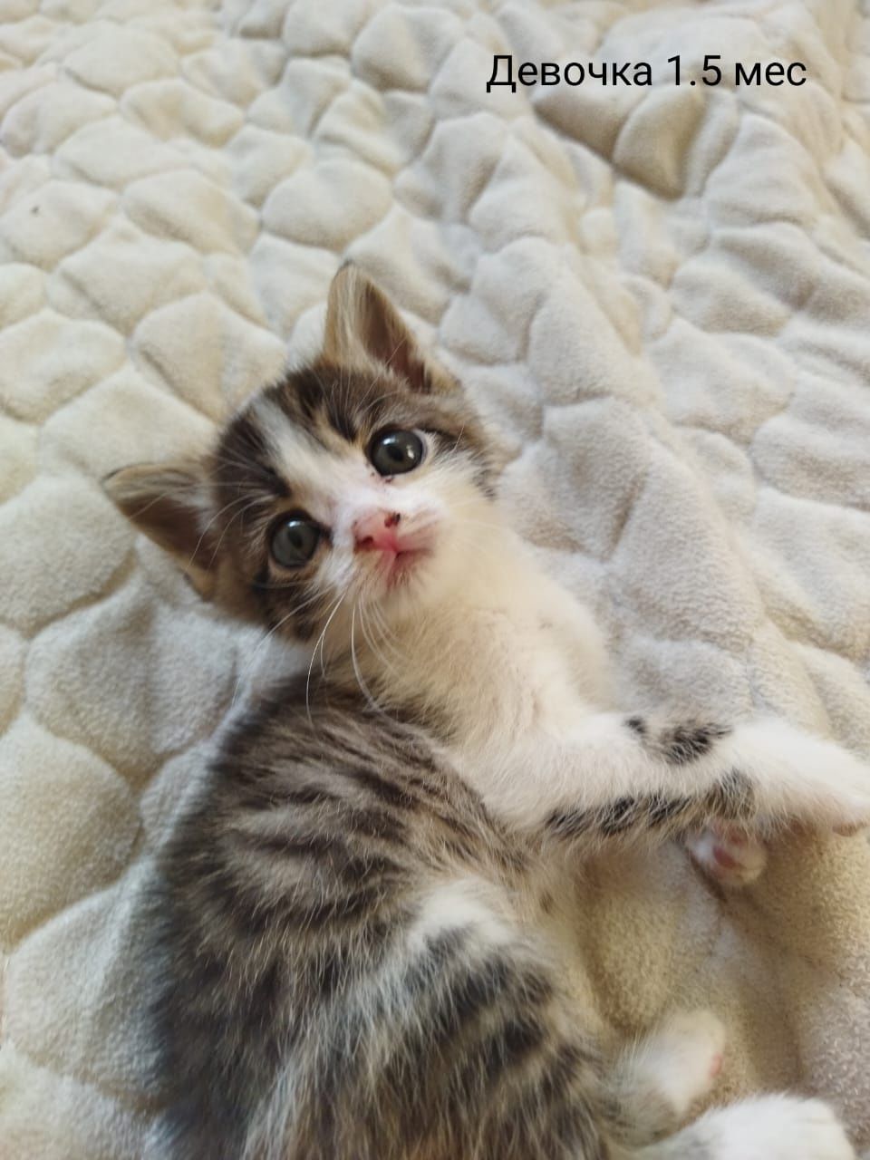 Котики кошечки ждут любящих хозяев