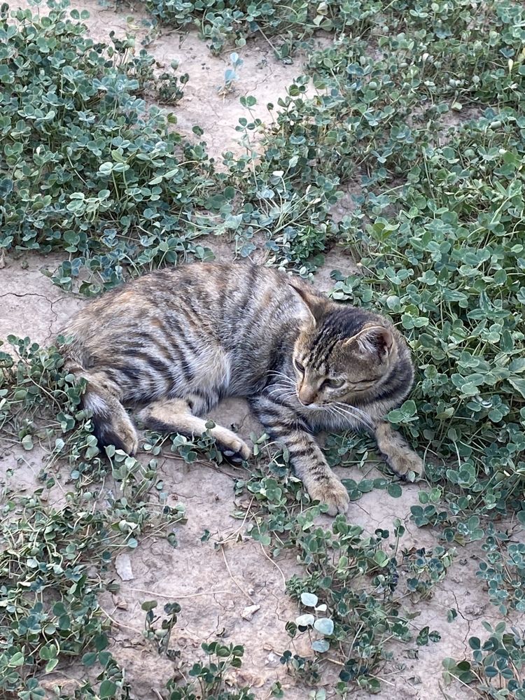 Кошки, котята даром