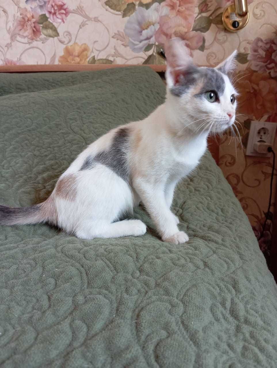 Котенок в новую семью