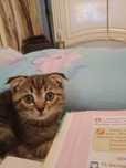 отдам котенка в хорошие руки