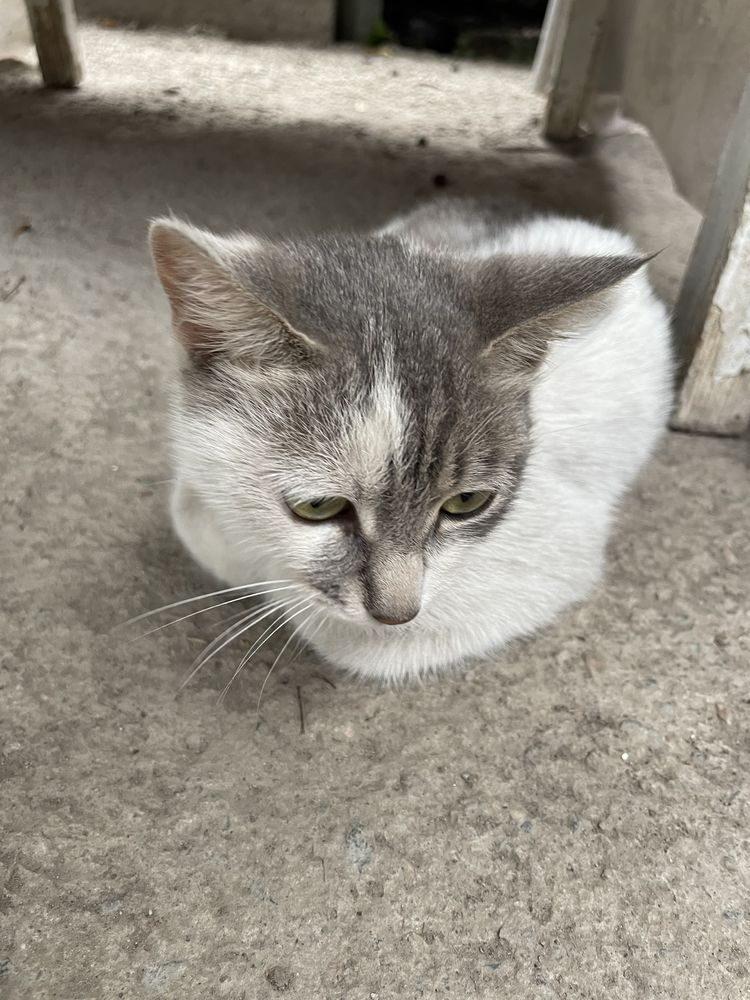 Отдам котёнка даром
