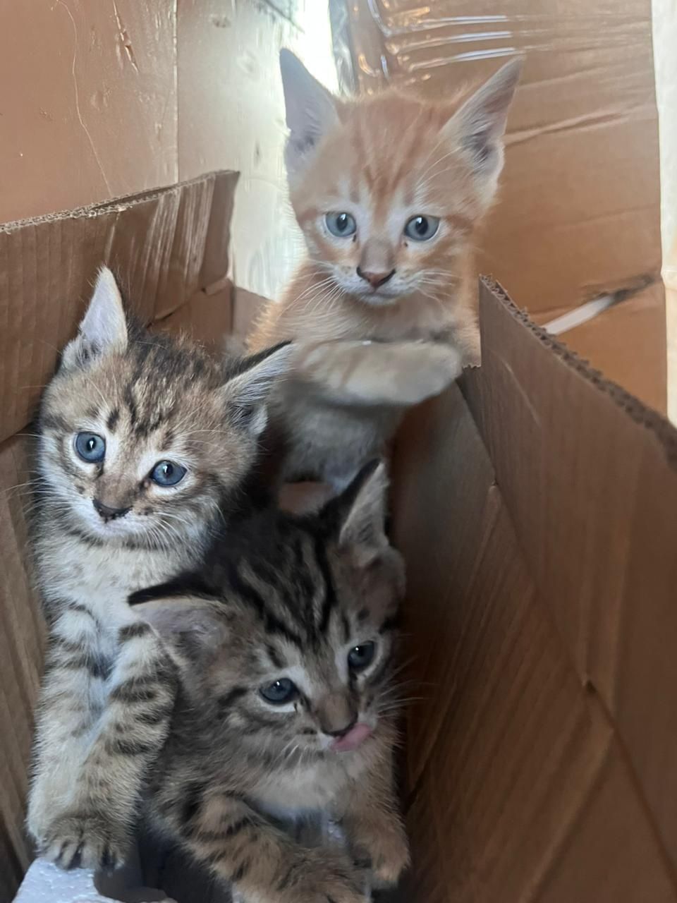 Отдам котят бесплатно