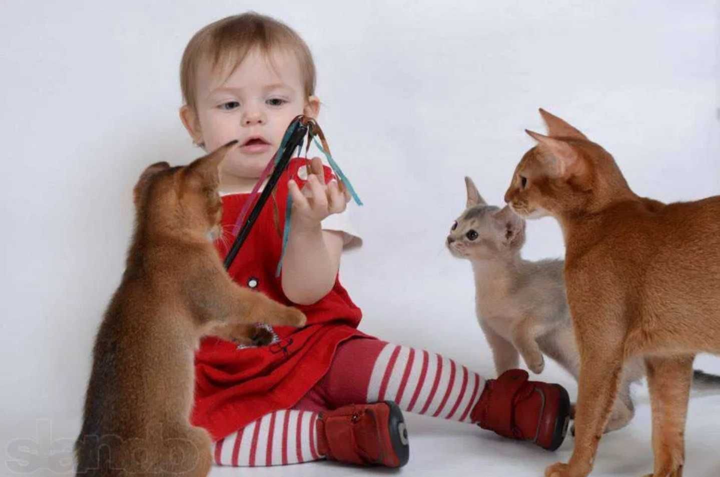 Котята чаузи и абиссинчики лучшие друзья детям