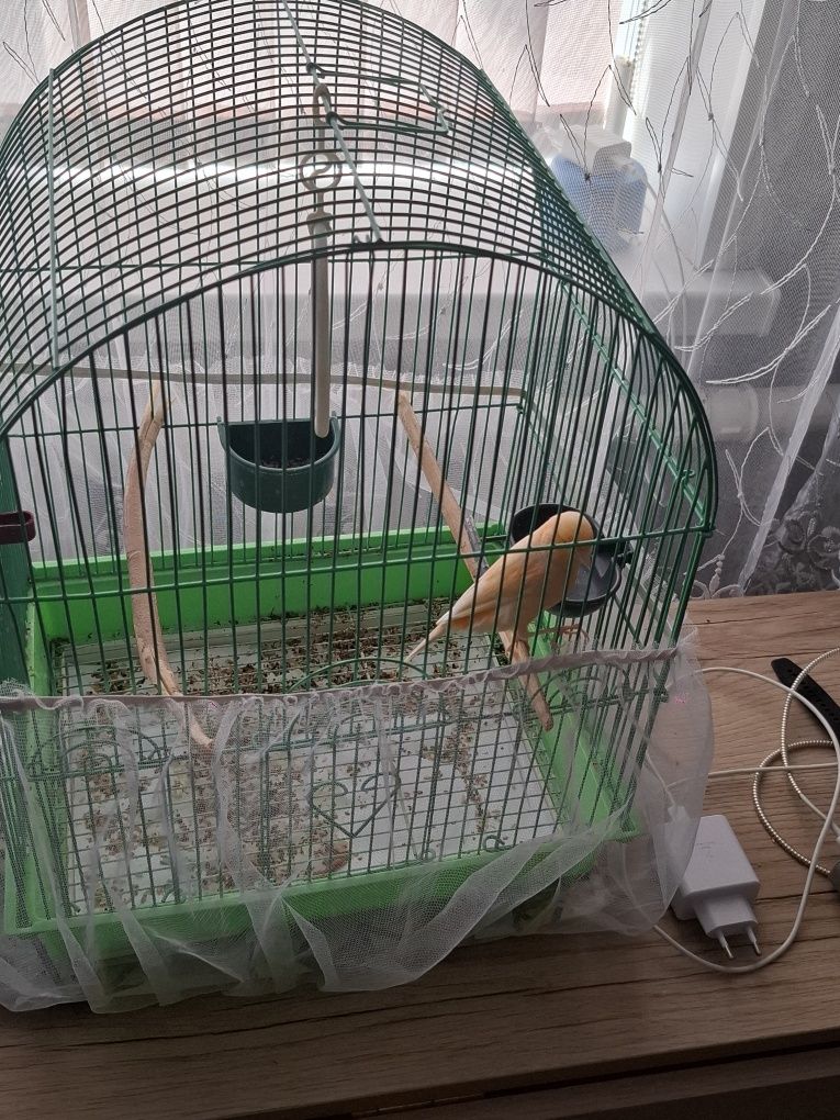 Продам канарейку