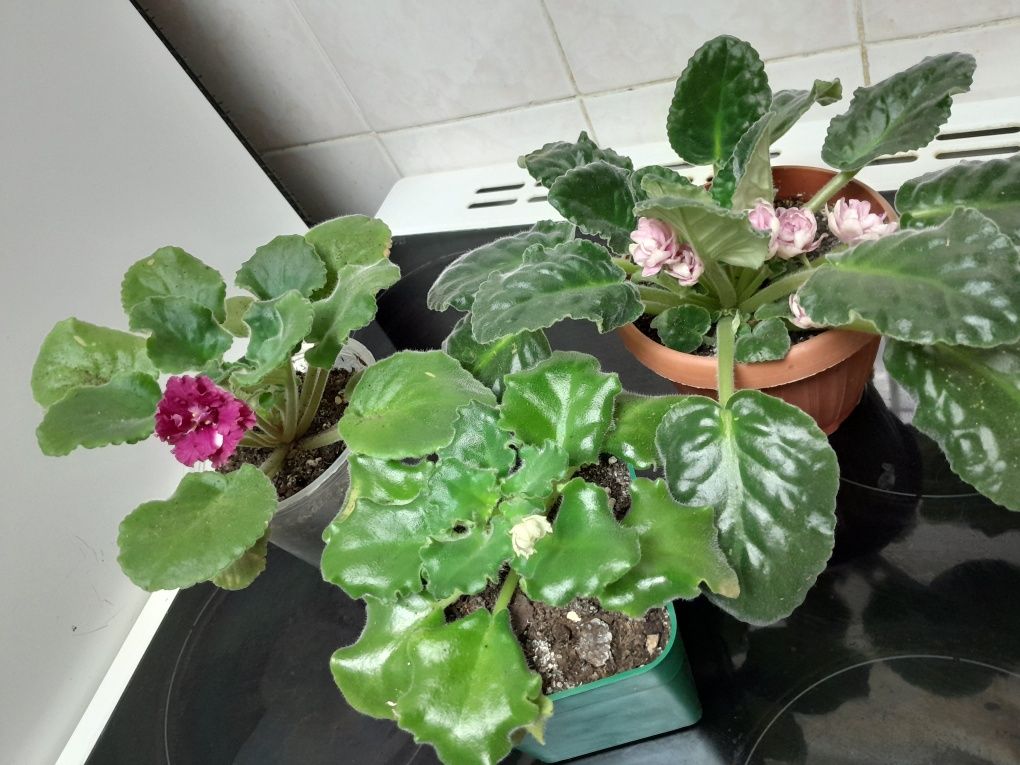 Продажа разных цветов не дорого
