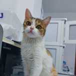 Ручной котенок девочка