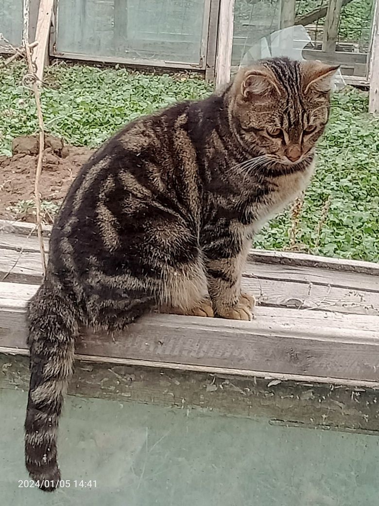 Продам котенка мальчика ,6мес.