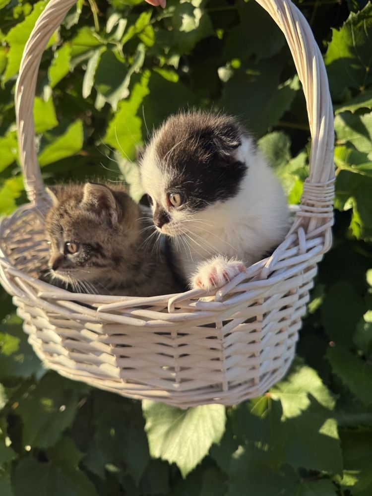 Котята породистые