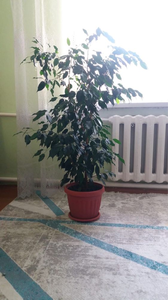 Продам цветок Бенджамин