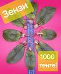 ЗЕНЗИ: листок с клубнем; бол. цветок не продается