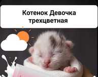 Котенок девочка трехцветная