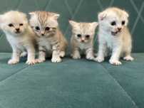 Котята шотландские