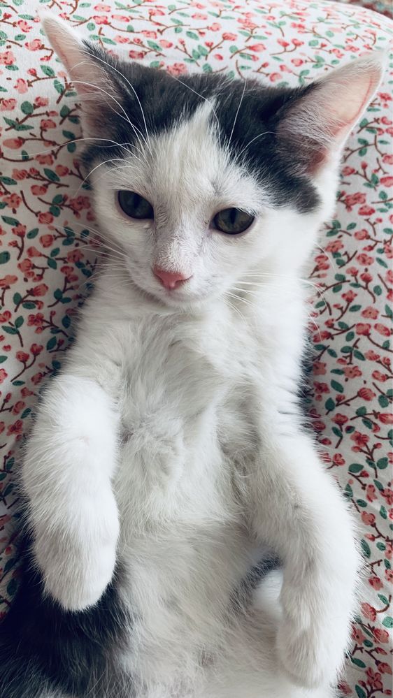 Котенки бесплатно