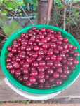 Продам вишню дачная
