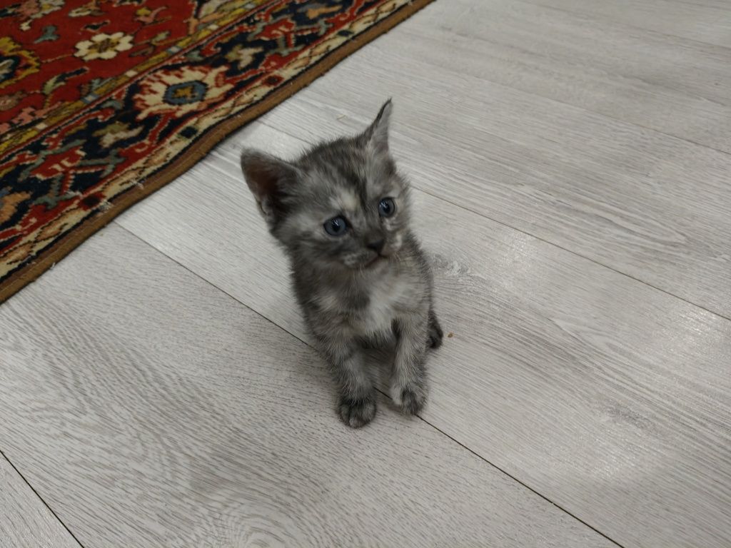 Отдаем котят в хорошие руки.