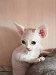 Котята девон рекс