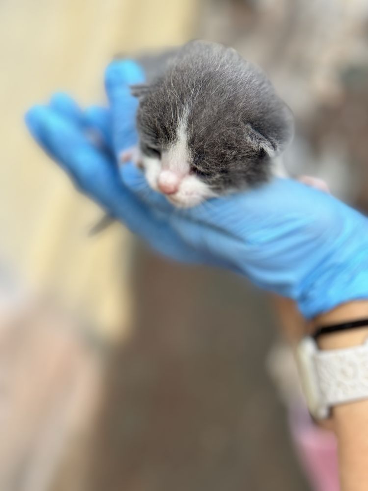 Отдам котят в хорошие руки