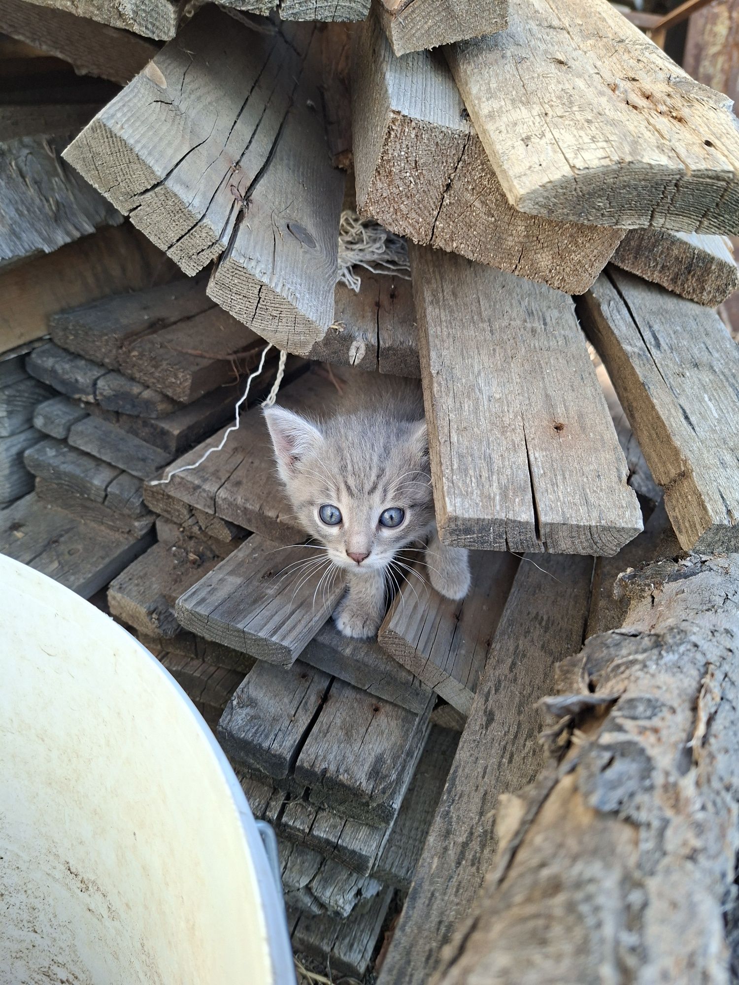 Отдам котят в добрые руки