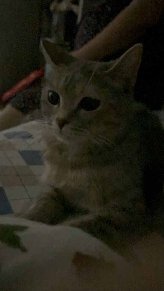 Котята родились 20.07.25