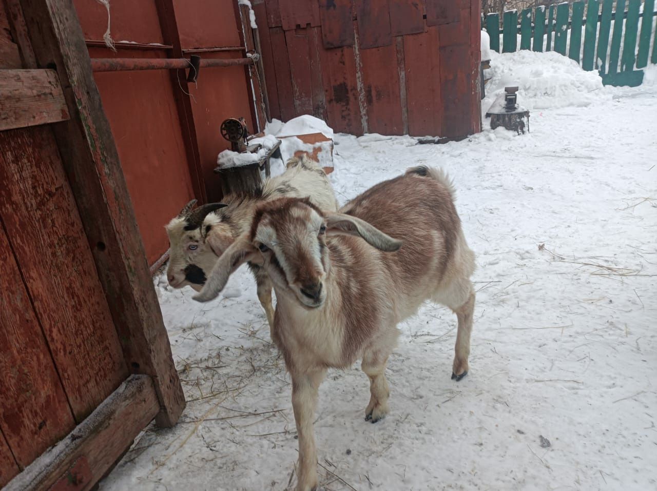 Молодые козочки и козлики 8-9 месяцев.